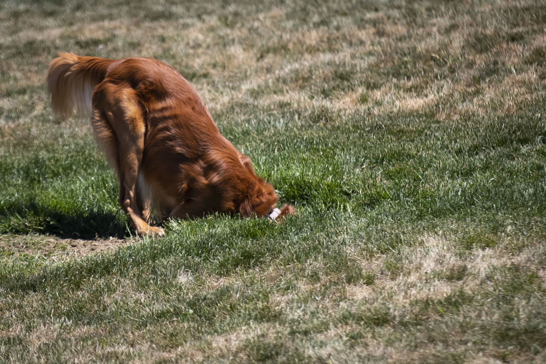 Centennial Dog Park